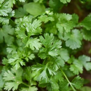 coriander leaves